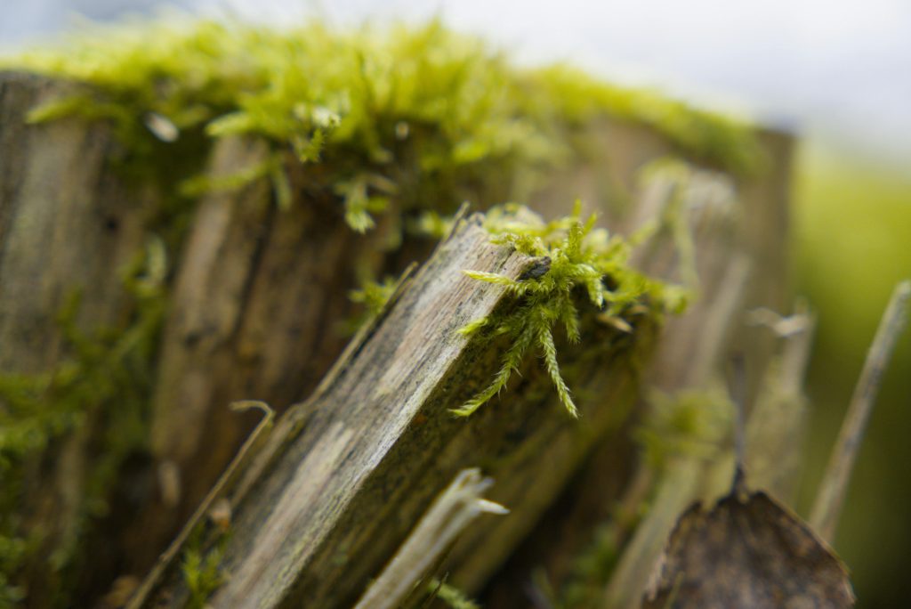 Expert van ecologisch adviesbureau voert quickscan flora en fauna uit voor bouw- en ontwikkelproject